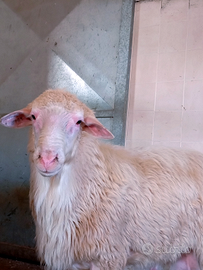 Arieti selezionati razza sarda