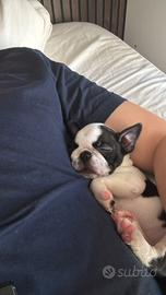 Cucciolo di Boston