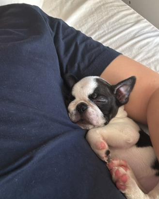 Cucciolo di Boston