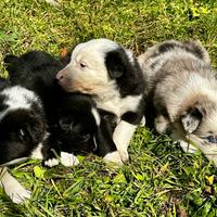 Cuccioli Jack Russell