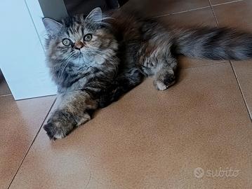 meravigliosi persiani disponibili 