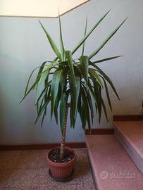 Dracena rigogliosa con vaso e sottovaso
