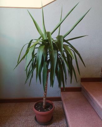 Dracena rigogliosa con vaso e sottovaso