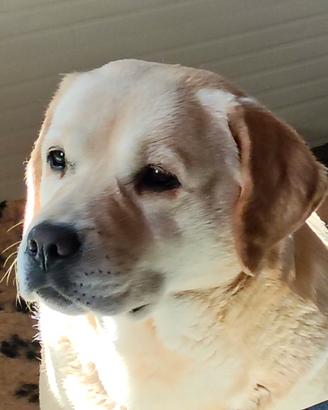 Femmina Labrador adulta