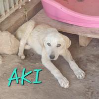 Aki: il cagnolino infelice