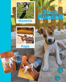 Cucciolo Jack Russell