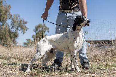 Setter pronto caccia
