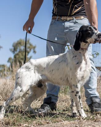 Setter pronto caccia