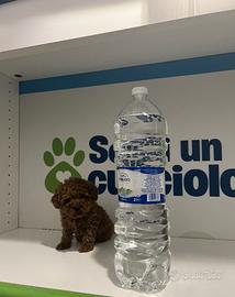 Barboncini mini toy red subito disponibili