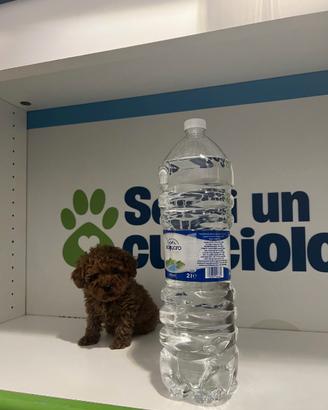 Barboncini mini toy red subito disponibili