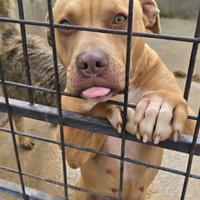 Pitbull mix in adozione