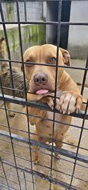 Pitbull mix in adozione