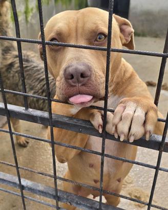 Pitbull mix in adozione