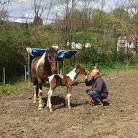 Puledro Murgaint 2025