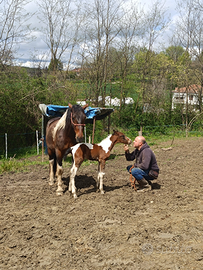 Puledro Murgaint 2025