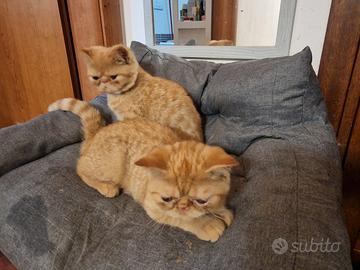Exotic shorthair