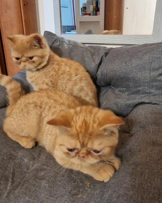 Exotic shorthair