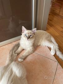 Gatti ragdoll