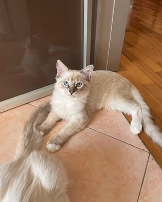 Gatti ragdoll