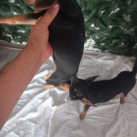 Cuccioli da regalare