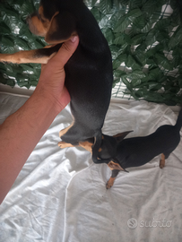 Cuccioli da regalare