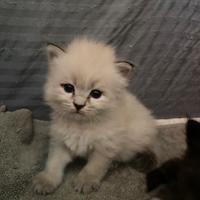 Cucciole di gatto siberiano certificate