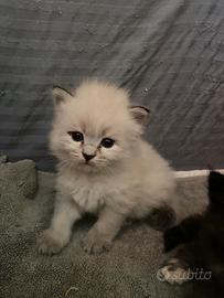 Cucciole di gatto siberiano certificate