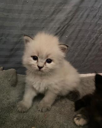 Cucciole di gatto siberiano certificate