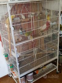 Gabbia pappagalli 