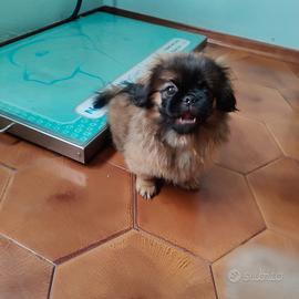 Cucciolone pechinese
