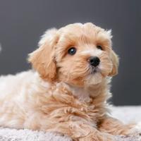 Maltipoo
