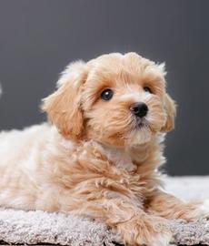 Maltipoo