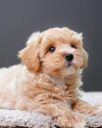Maltipoo