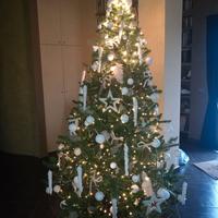 Albero di natale senza addobbi