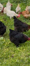 Galline Marans Nero Ramato