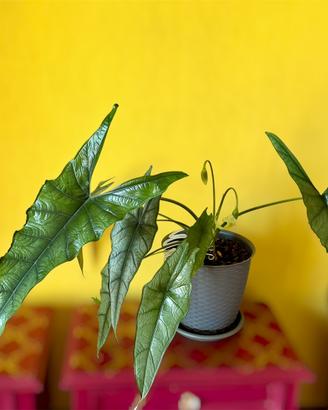 Alocasia Heterophylla (Dragon's Breath)