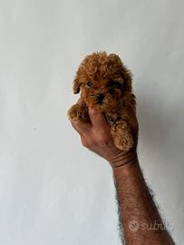Barboncino mini toy