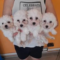 Cuccioli di bolognese