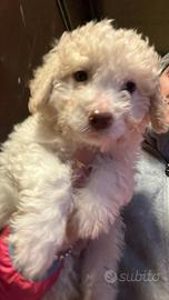 Ultimo cucciolo Lagotto tartufo/compagnia