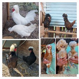 Galline pulcinotti ornamentali