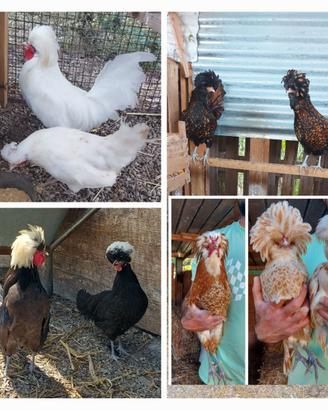 Galline pulcinotti ornamentali