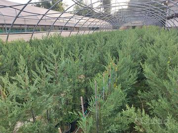 leylandii da siepe 120 cm