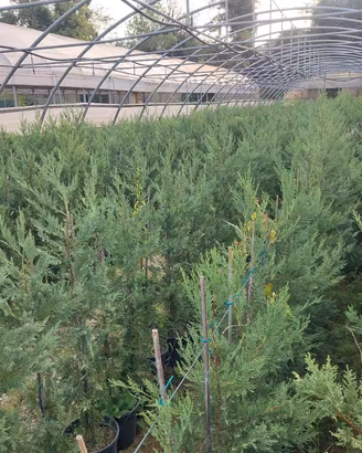 leylandii da siepe 120 cm