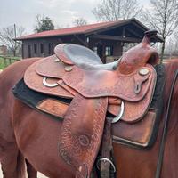 Sella americana Billy Cook Pro classic