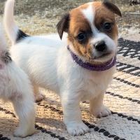 Jack Russell Terrier