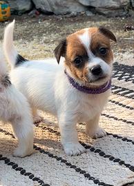 Jack Russell Terrier