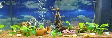 acquario
