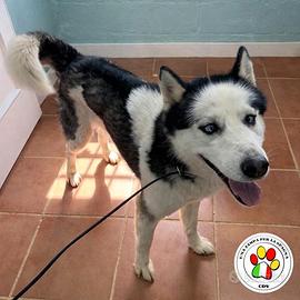 MOCHI per noi sei splendido