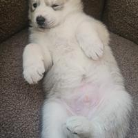 Cuccioli di Siberian Husky, 1 mese, Pedigree Enci