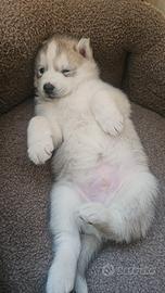 Cuccioli di Siberian Husky, 1 mese, Pedigree Enci
